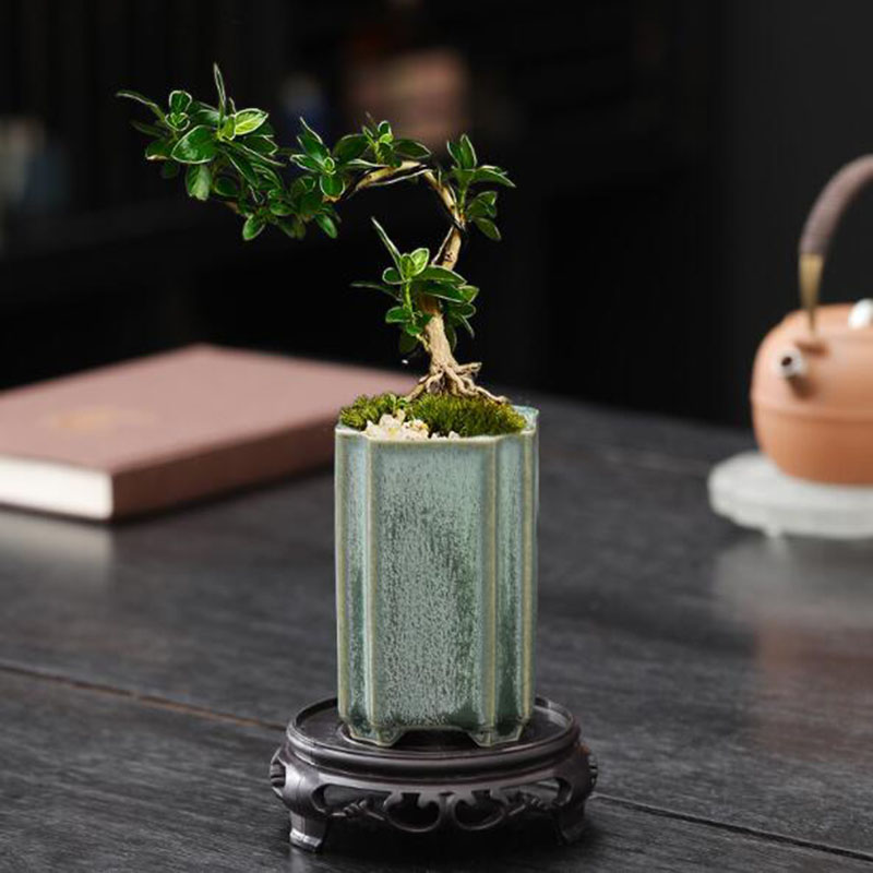 Фарфоровый квадратный цветочны – обзор и цена Bonsai Garden Art